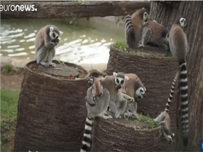 فيديو| حديقة روما تستقبل توأمين جديدين من حيوان الليمور منعا لانقراضه
