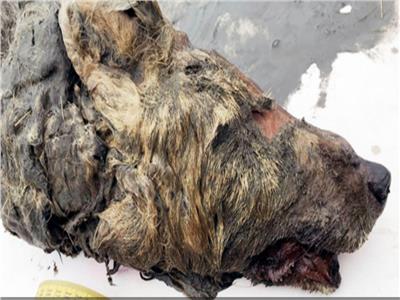 شاهد| العثور على رأس ذئب عمرها 40 ألف عام