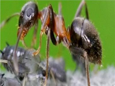 صور| تعرف على أخطر 4 حشرات مميتة في العالم 