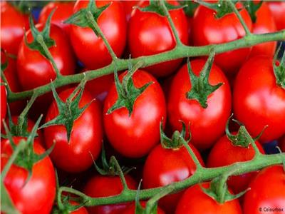 لانخفاض سعرها بشكل مبالغ.. «الزراعة» تنفي إصابة الطماطم بأمراض سرطانية