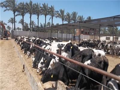 تحصين 728 ألف رأس ماشية ضد مرض الحمى القلاعية