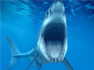 كبد سمك القرش المتوحش يعالج مرضي الشلل الرعاش