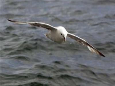 دراسة تكشف سبب نفوق 95% من «طيور البترل» على الساحل الدنماركي