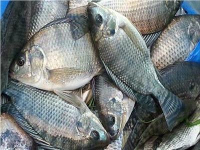 الاستزراع السمكي يحقق طفرة في الإنتاج.. وأكثر من 100 نوع لأسماك البلطي