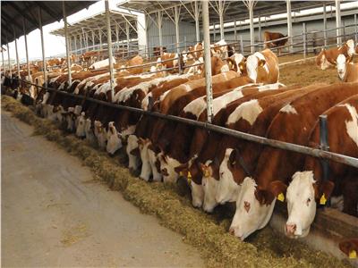 تفاصيل 3 مشروعات ساهمت في سد فجوة البروتين الحيواني وخفض أسعار اللحوم