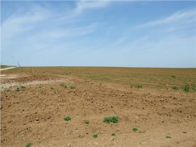 «الزراعة» توجه رسالة للمنتفعين بمزادات الأراضي في شمال سيناء