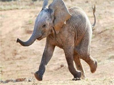  حظر الاتجار بـ«الفيلة الأفريقية الرضيعة»