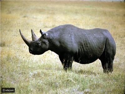 تنزانيا تستقبل تسعة من وحيد القرن الأسود من جنوب إفريقيا