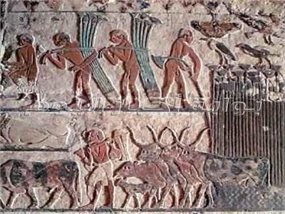 أسرار موسم الحصاد عند المصري القديم.. تقويم قمري وحساب السنة بـ«الساعات»