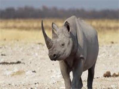 تراجع حالات الصيد الجائر لحيوان وحيد القرن في جنوب أفريقيا