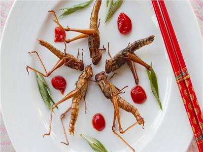«سوسيس» بالصرصور وآيس كريم بالحشرات.. بدائل غذائية للحوم