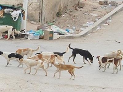 القضاء على 2063 كلبًا ضالاً فى محيط المدارس بالجيزة