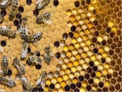 «بحوث وقاية النباتات» ينظم دورة تدريبية حول نحل العسل ومنتجاته