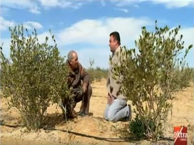 ​​​​​​​شاهد| مزارع يوضح الفرق بين الأراضي الطينية والصحراوية 