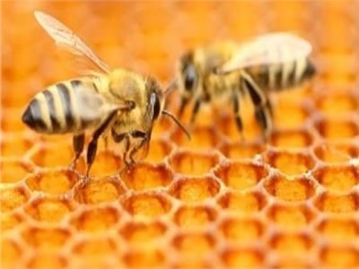 اليوم.. افتتاح فعاليات أول مهرجان لـ«عسل النحل» المصري