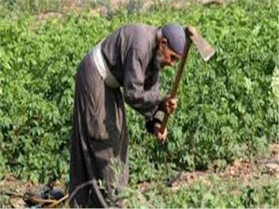 مستوطنون يمنعون مزارعين فلسطينيين من قطف الزيتون شمال رام الله