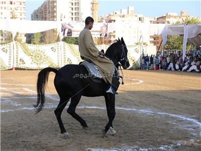 محافـظ المنوفية يشهد ختام  فعاليات المهرجان الثانى للخيول العربية