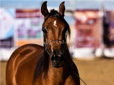 خاص| «الوقاية خير من العلاج».. كيف تستعد الخيول لفصل الشتاء؟