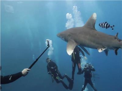 لهذا السبب.. خبراء البيئة يحذرون من مراكز «التحرش بأسماك القرش» بالبحر الأحمر