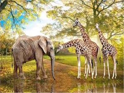 فيل و3 زرافات خطة حديقة الحيوان لتعويض «نعيمة وياسو وفوزية»
