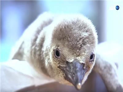شاهد| احتفالات حديقة حيوانات براغ بمولود البطريق في التشيك