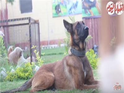 فيديو|  أفضل أنواع كلاب الحراسة بضمان المدرب «أبو نور»
