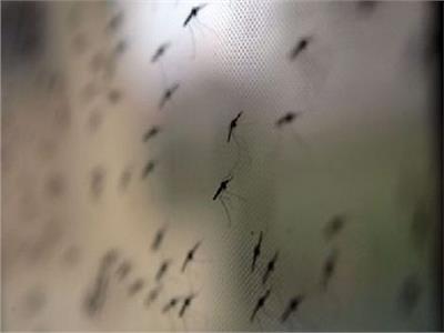 الحكومة: مصر خالية تماماً من كافة الحشرات الوبائية