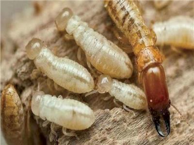 5 طرق للتخلص من النمل الأبيض بسهولة