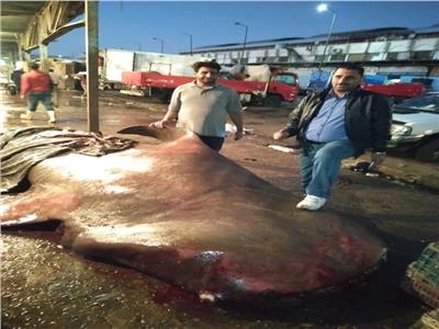 بعد فضيحة صيده.. تقطيع وتشفية «القرش الحوتي» المهدد بالانقراض وبيعة في سوق العبور