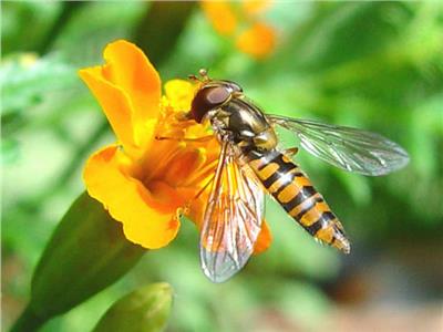 لحماية النحل.. «الآفات الزراعية» تقيّد استخدام مجموعة من المبيدات 