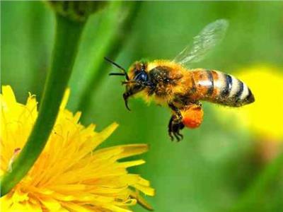 بالفيديو.. رحلة النحل بحثا عن الرحيق وسط النباتات