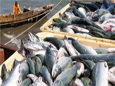 الزراعة: خطة لزيادة الإنتاج من الأسماك خلال الـ5 سنوات المقبلة