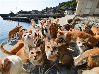 حكايات| يابانيون أقلية في وطنهم.. أوشيما تحت حكم «القطط»