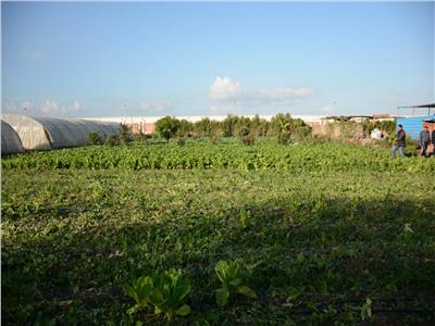 صور| «إنتاج الخضر» ضمن مبادرة «صنايعية مصر» بزراعة طنطا