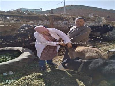 تحصين 80 ألف رأس ماشية ضد الحمى القلاعية والوادي المتصدع بالفيوم