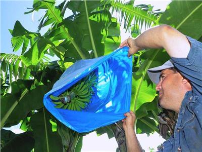 لمزراعي الموز.. 10 نصائح لحماية السوباطات من الطقس البارد والصقيع