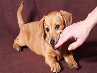 الإسعافات الأولية في حالة التعرض لـ«العض» من الحيوانات الأليفة