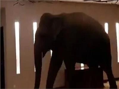 شاهد| فيل ضخم يتجول في بهو فندق بسريلانكا