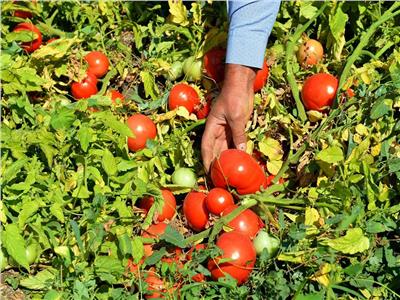 6 نصائح لـ«مزارعي الطماطم» تمهيدا لزراعة العروة الصيفية..تعرف عليها