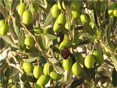 «الزراعة»: مصر الأولى عالميًا في إنتاج زيتون المائدة