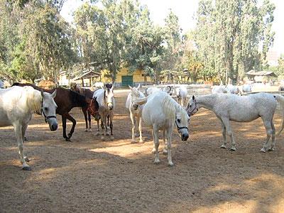 الزراعة تؤكد على دعم «محطة الزهراء» وتوضح حقيقة نفوق الخيول