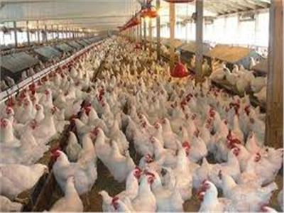 غلق ١٢ مزرعة دواجن بالشرقية لبيعها الطيور دون التأكد من سلامتها 