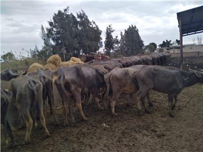 «الزراعة» تطمئن على رؤوس الماشية التابعة لقطاع الإنتاج