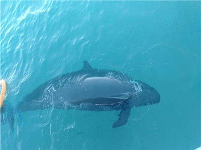 صور| البيئة تتابع تتطورات حادث العثور على «الحوت الكاذب» بالغردقة