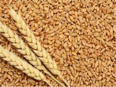 الزراعة: ارتفاع مساحات زراعة القمح لـ3 ملايين و402 ألف فدان