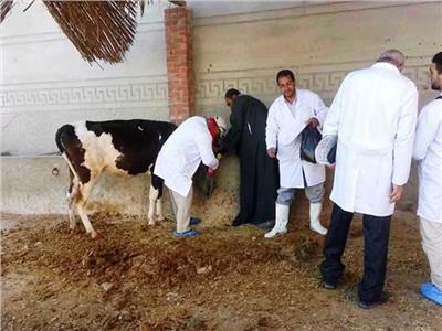 «الزراعة» تنظم قوافل بيطرية مجانية بدمياط لتحصين الماشية ضد الأمراض