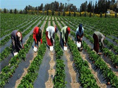 «الزراعة» تعلن زيادة الفئات التمويلية التسليفية بنسبة تصل إلى 50% من تكلفة المحصول 