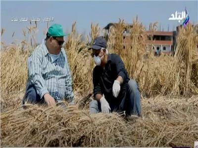 مدير البحوث الزراعية: محصول القمح يصل لـ  9 ملايين طن ويحقق لمصر الاكتفاء الذاتى من الخبز 