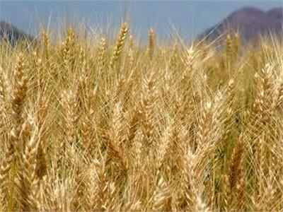 «الزراعة»: إقامة مراكز تجميع قريبة من المزارعين لتسهيل توريد القمح