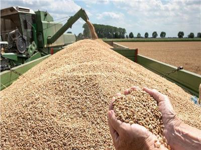 نقيب الفلاحين يوضح أسباب زيادة معدلات توريد محصول القمح